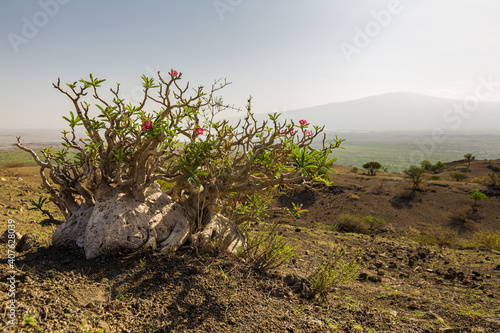 Foto Flowering desert rose on a hill in the Lake Natron Area, Tanzania