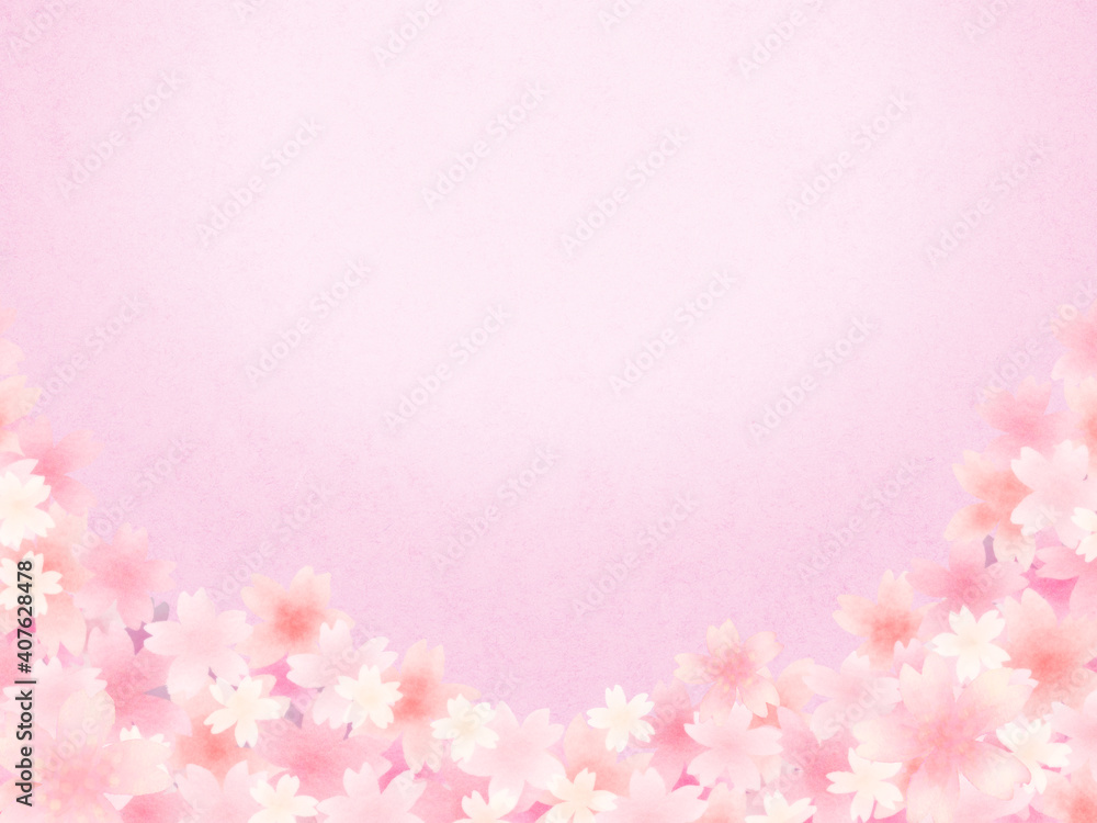 ピンク色の満開桜　ピンク背景