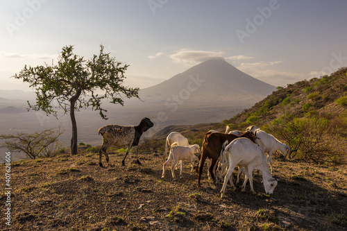 Goats on a hill with Ol Doinyo Lengai volcano in the background  Tanzania