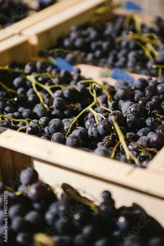 Raisin de table du Ventoux produit dans le sud de la France photo