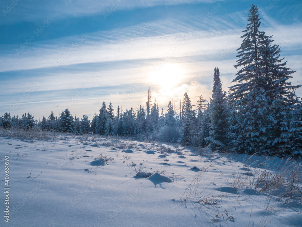 Snow-covered conifer forest on a high hill in frosty winter day. Frozen grass and trees in the rays of cold winter Sun.