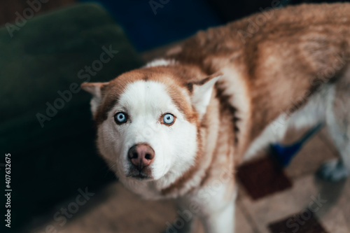 Fototapeta Naklejka Na Ścianę i Meble -  The dog is brown and blue-eyed husky breed. The dog looks with sad eyes