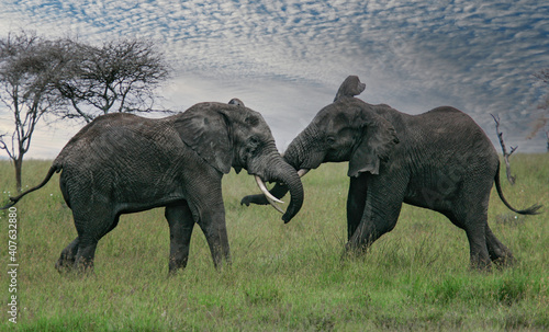 African elephant (Loxodonta africana) two fighting bulls, Serengeti National Park; Tanzania photo