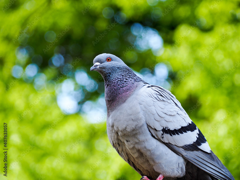 a gray pigeon with red eyes on a blurry green tree background view from below . city bird in the park a gray pigeon with red eyes on a blurry green tree background view from below . city bird in the park