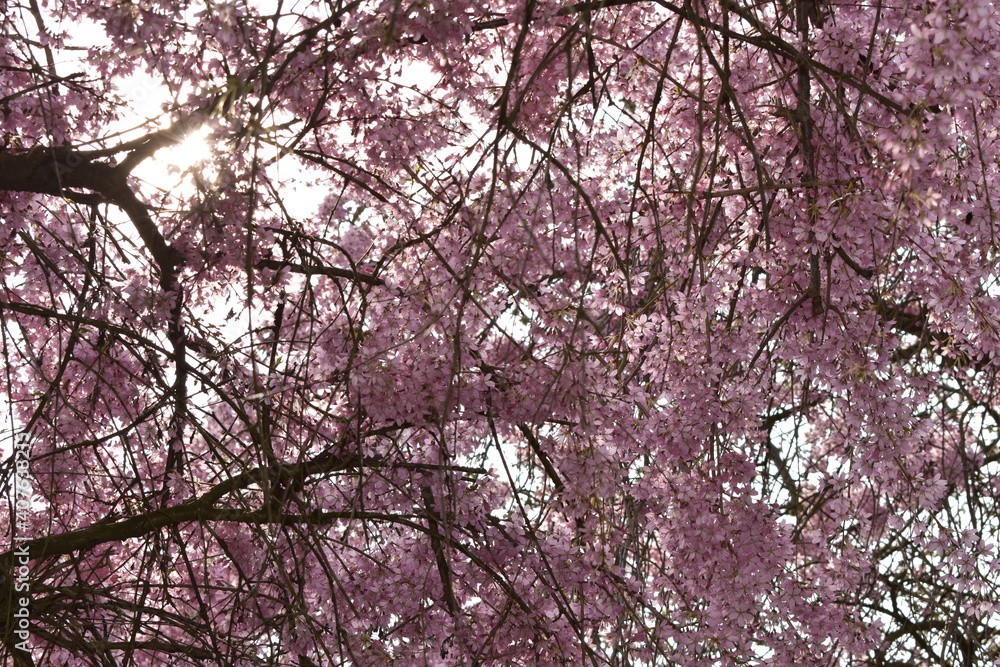 Blüten, Bäume, Pflanzen Blüten, Bäume, Pflanzen