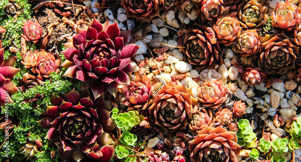 collection of colorful purple succulent among greenery and white rocks