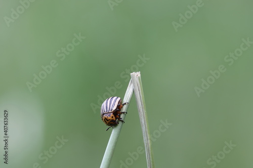 Kartoffelkäfer : Potato Beetle 2