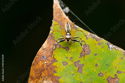 Dorsal of jumping spider, Phintella versicolor, Satara, Maharashtra, India photo