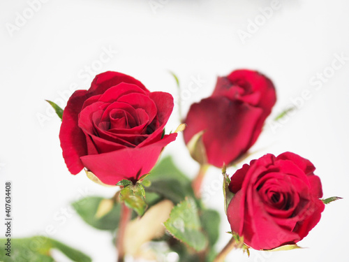 Fototapeta Naklejka Na Ścianę i Meble -  red rose flower arrangement Beautiful bouquet blooming on white background symbol love Valentine Day beautiful