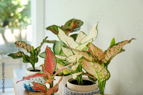 Different indoor plants near window in room, closeup photo