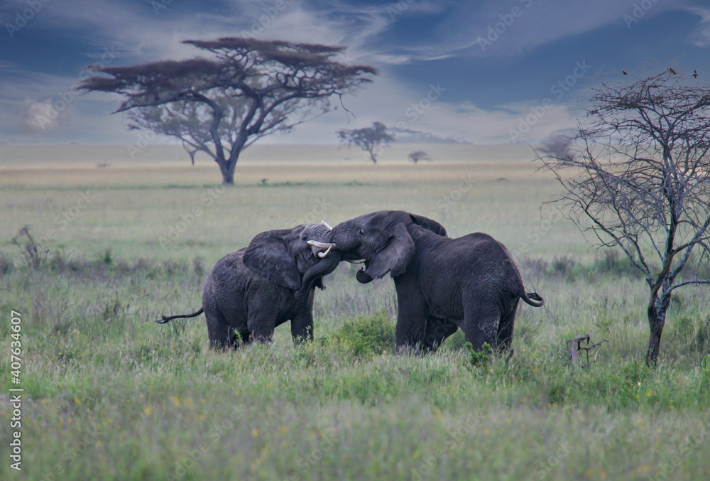Fototapeta premium African elephant (Loxodonta africana) two fighting bulls, Serengeti National Park; Tanzania