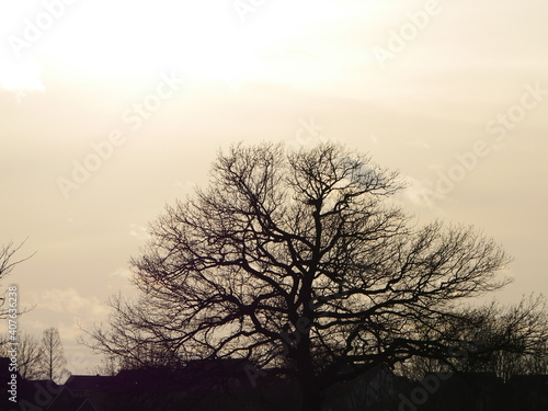 Baum in der Wintersonne