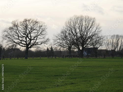 Bäume am Feld