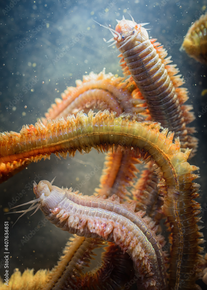 Sea worms (annelid, sandworm, ragworm) in a water (macro). Fishing