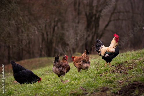 a white and black rooster sitting with his chickens in the garden and nibbling on the green grass. a group of domestic birds at the farm near the forest