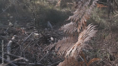 Dry fern with brown and yellow colors surrounded by vegetation and wild plants in a forest in Spain
