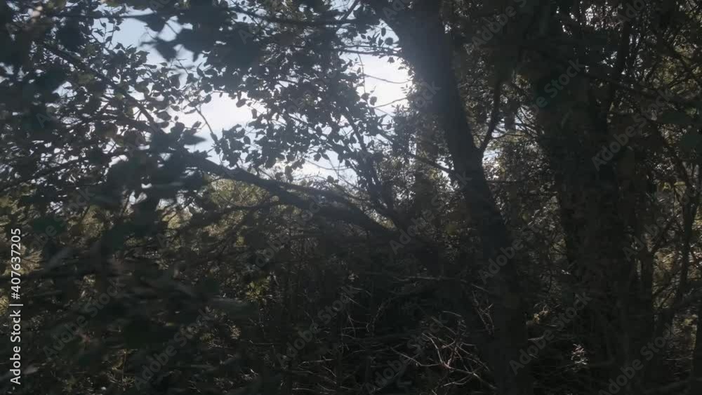 Walking through the forest with an oak and pine tree and other wild plants on a sunny day in Spain
