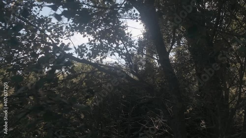 Walking through the forest with an oak and pine tree and other wild plants on a sunny day in Spain