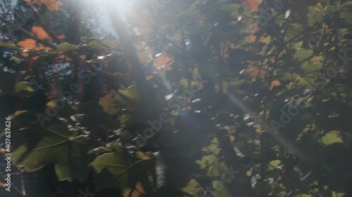 Trees in the forest with yellow, red and green leaves illuminated by sunlight in autumn season in Catalonia, Spain
