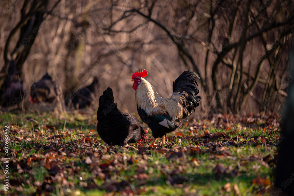 a white and black rooster sitting with his chickens in the garden and nibbling on the green grass. a group of domestic birds at the farm near the forest