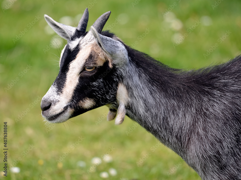Portrait grey and whiote goat (Capra aegagrus) Portrait grey and whiote goat (Capra aegagrus)