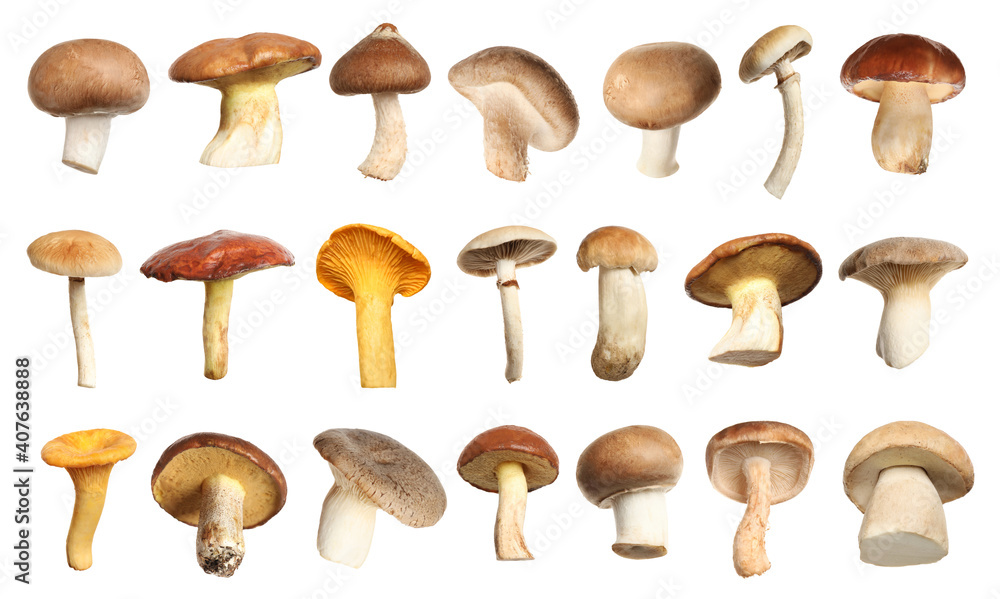 Set of different fresh mushrooms on white background Set of different fresh mushrooms on white background