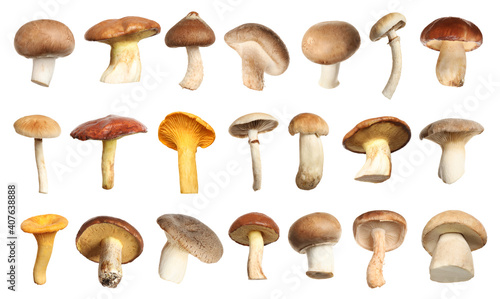 Set of different fresh mushrooms on white background