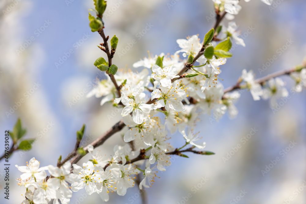 Close up of white flowers on cherry Close up of white flowers on cherry