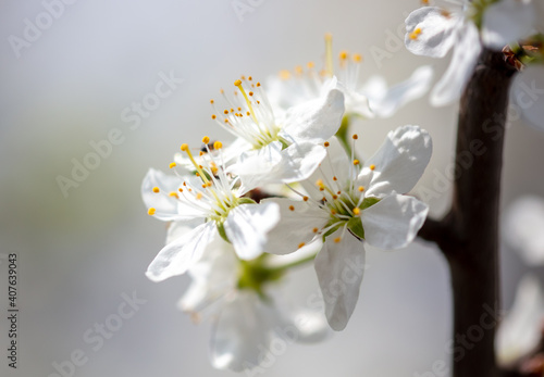 Close up of white flowers on cherry