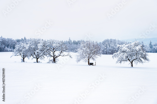 View of snow-covered trees during January in a picturesque village in Switzerland.
