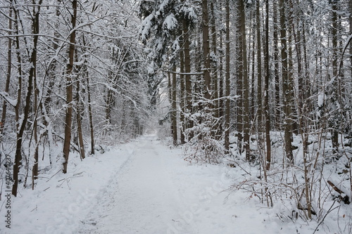 Winterstimmung im Harzer Wald