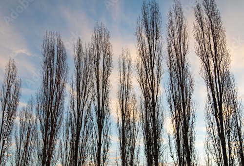 Bare branches on a tree at sunset.