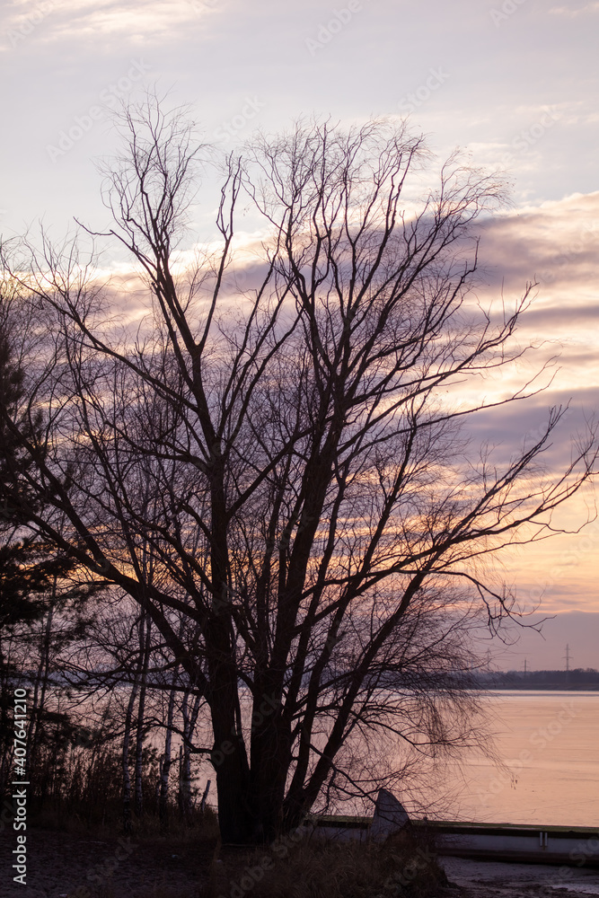 Silhouette of bare branches on a tree against the sky