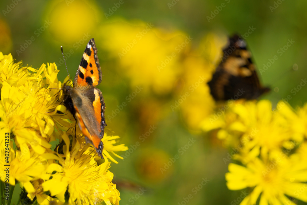 Obraz premium Blue butterfly fly in morning nature blossom .