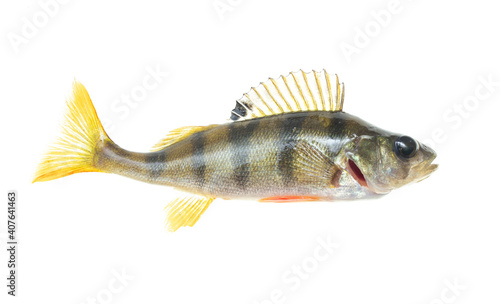Perch fish isolated on white