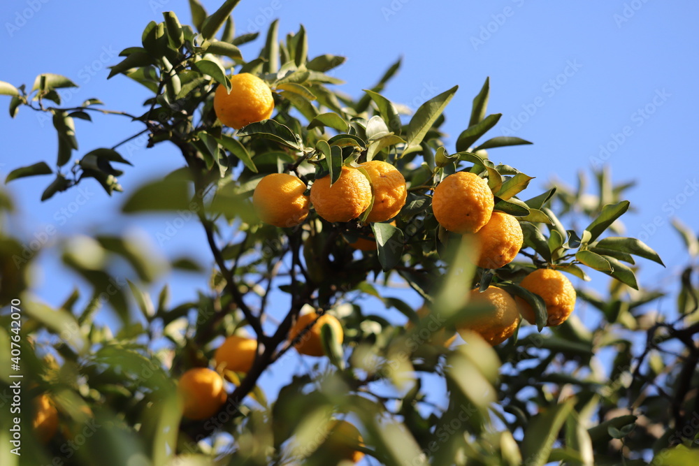 冬の庭に実るオレンジの果実
