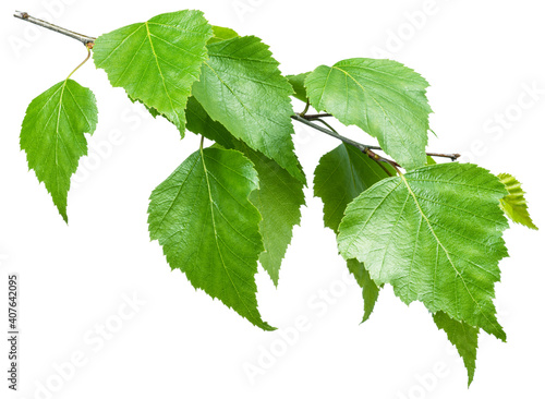 Green birch branch on white background. Symbol of birch tree which is widely used in manufacturing; medicine, cosmetology and food processing.