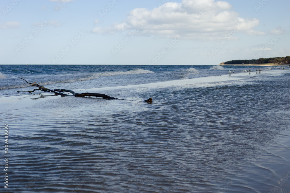 Fototapeta premium Strand Meer Baumstamm Küste