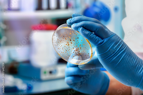 Lab technician holding a petri dish. Microbiologist hand cultivating a petri dish whit inoculation loops 