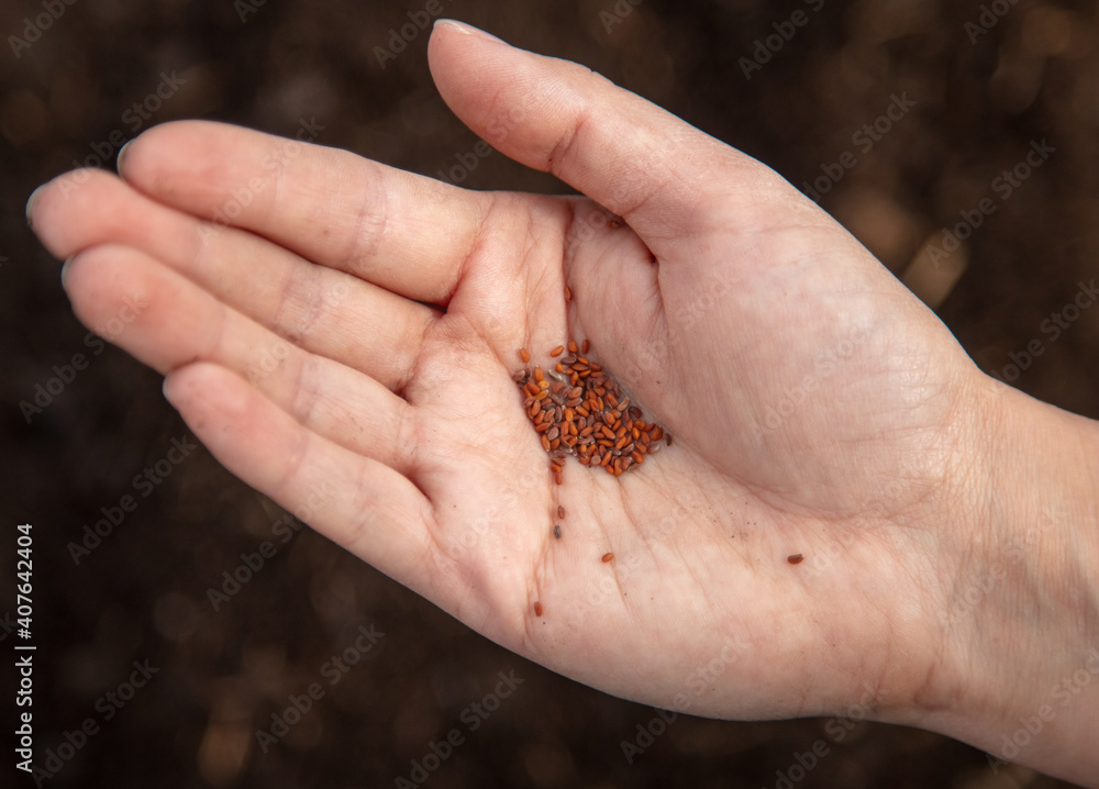 Close-up of seeds in hand. Close-up of seeds in hand.