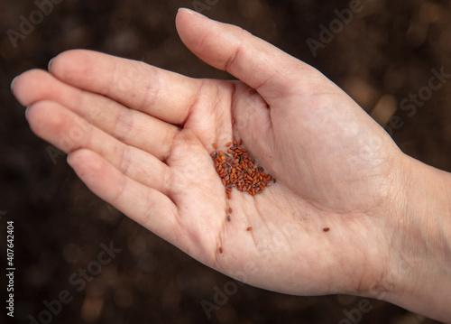 Close-up of seeds in hand.