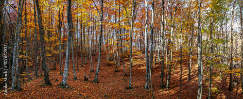 Beautiful autumn panorama. Colorful yellow and red leaves on the trees and as a carpet on the ground.
