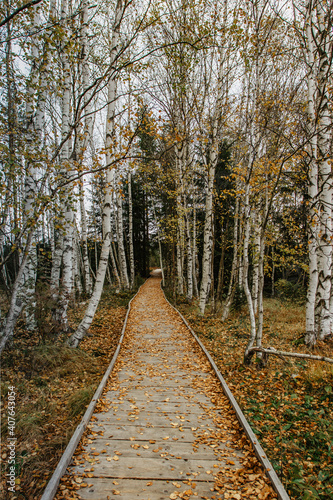 Forest wooden pathway no people. A beautiful wooden path going through a birch alley in Sumava National Park, Czech republic. Autumn colors natural scenery