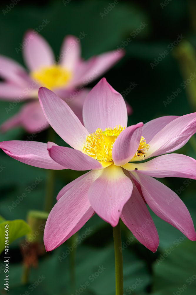 Fototapeta premium 蓮の花 夏のイメージ