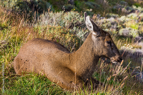 Patagonian huemul deer, Torres del Paine National Park (CL)
