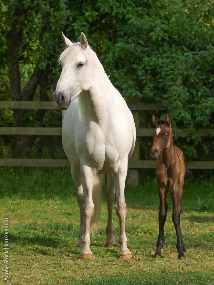 Obraz premium Mare and Foal