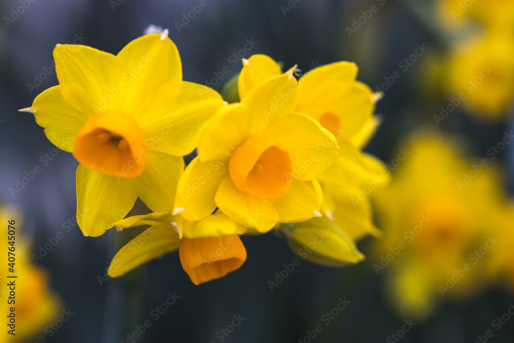 水仙の花　初春イメージ