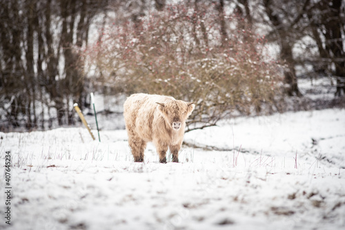 Highland Rinder