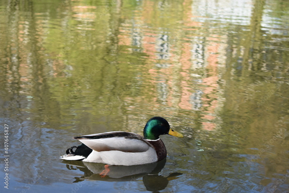 Obraz premium Ente
