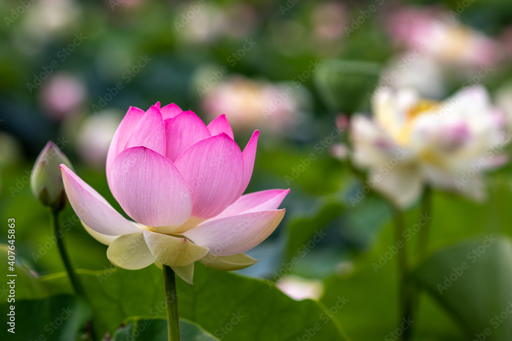 Obraz premium 蓮の花 夏のイメージ